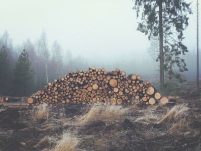Wood piled up from logging