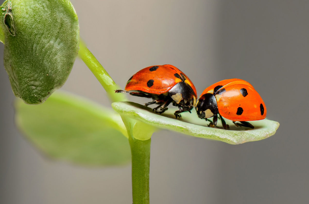 Scientists estimate that populations of ladybugs in the U.S. and Canada have declined by 14 percent between 1987 and 2006