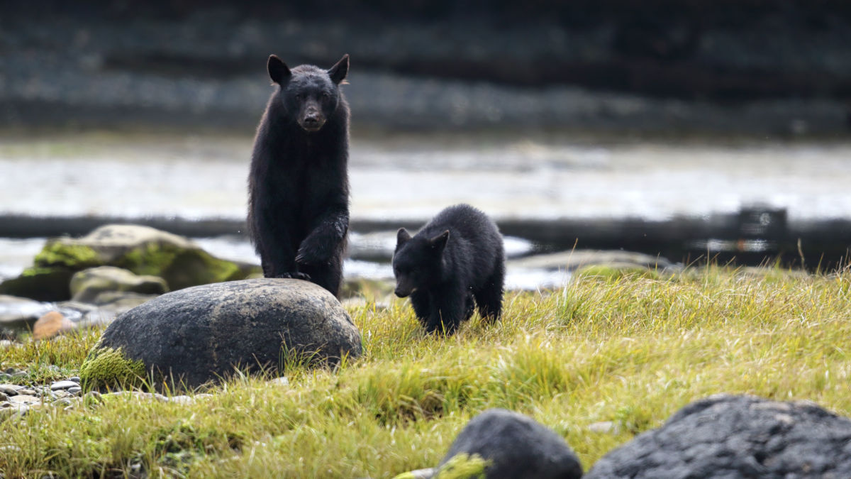 to-survive-in-texas-black-bears-need-an-open-border