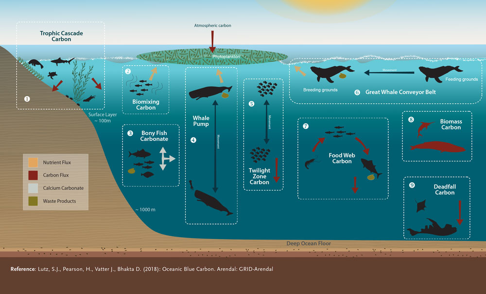 Protecting Sea Creatures Could Help Slow Climate Change 2019_0421-carbon-oceans