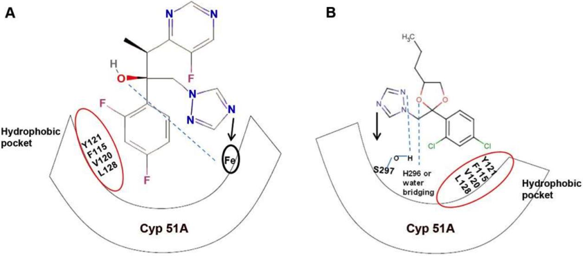 Diagram showing a similar mode of action in triazoles between medical (A) and agricultural (B) applications. 