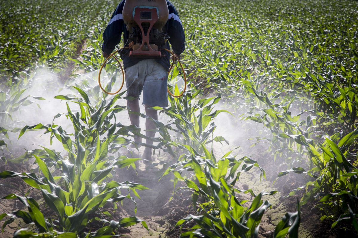 A man walks through a cornfield spraying it with pesticide
