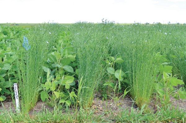 Intercropping, here soybean and flax, can increase and diversify the soil microbiota to exclude pathogenic fungi. 