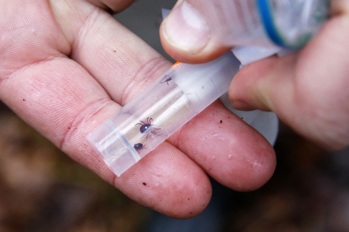 Three ticks are seen inside of a test tube being held by human hands