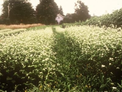 A cover crop of buckwheat in flower on permanent beds with grass strips between the beds to reduce tillage and provide habitat for beneficial insects.