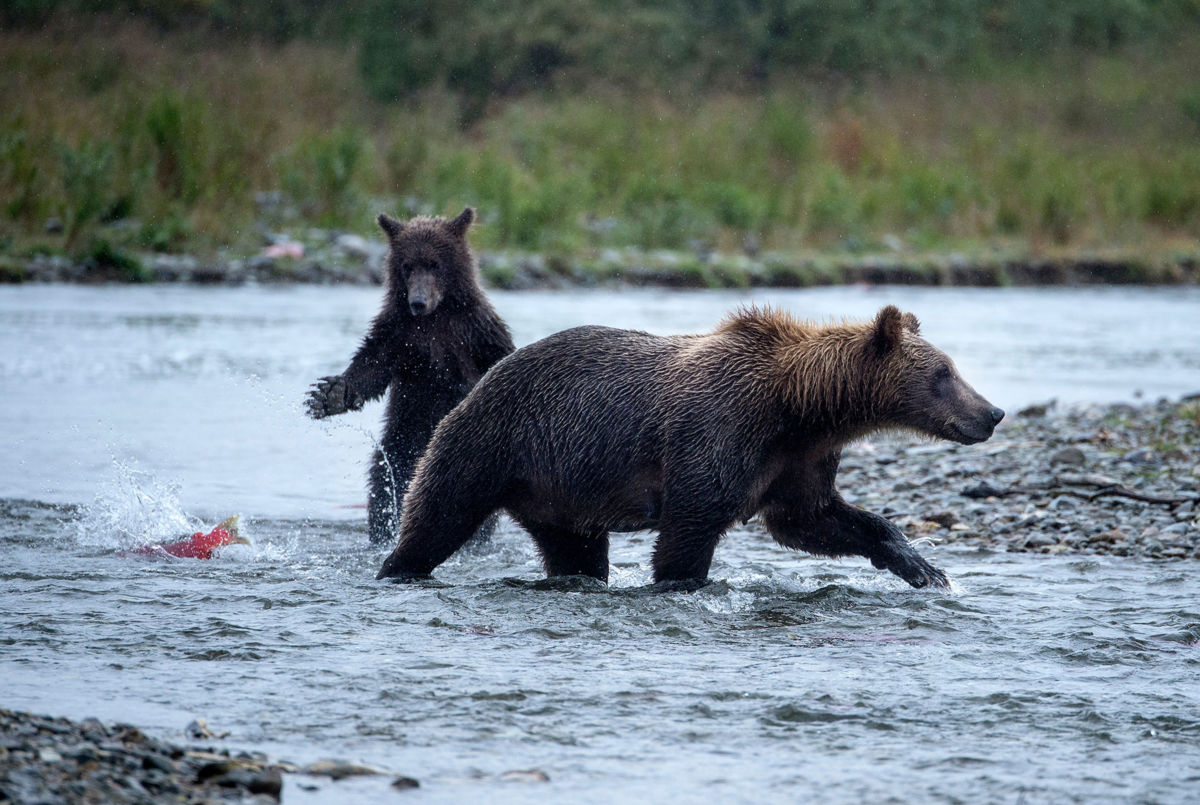 Brown bears fishing for salmon on the Moraine River on August 20, 2017, in Katmai National Park, Alaska.