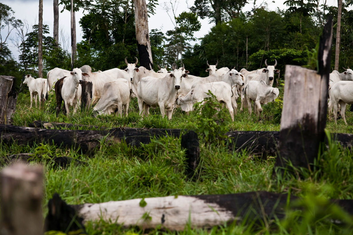 Livestock graze on illegally occupied, deforested land at Flona do Jamanxim in the Brazilian Amazon, April 4, 2009.