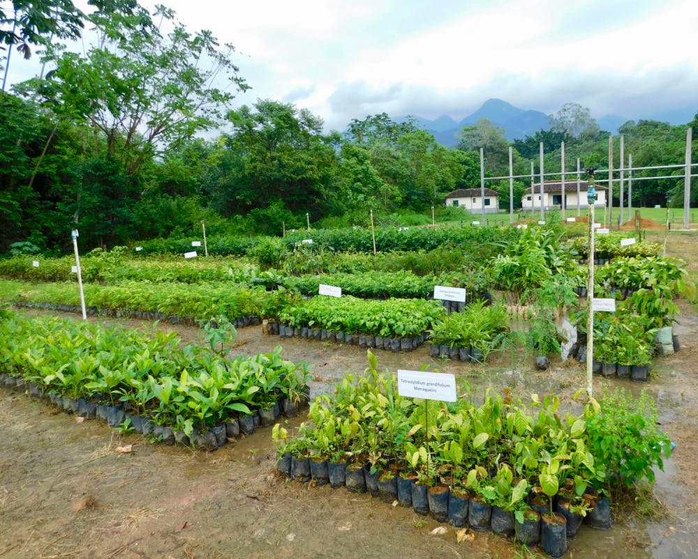 A native tree nursery for large-scale restoration of Atlantic Forest at Reserva Natural Guapiaçu, Rio de Janeiro State, Brazil.