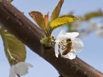 Honey bees pollinate cherry blossoms at Orchard View Farms in The Dalles, Columbia River Gorge, Oregon.