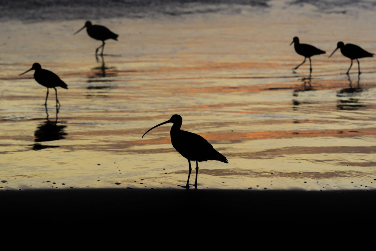 Silhouettes of birds dot a shore at sunset