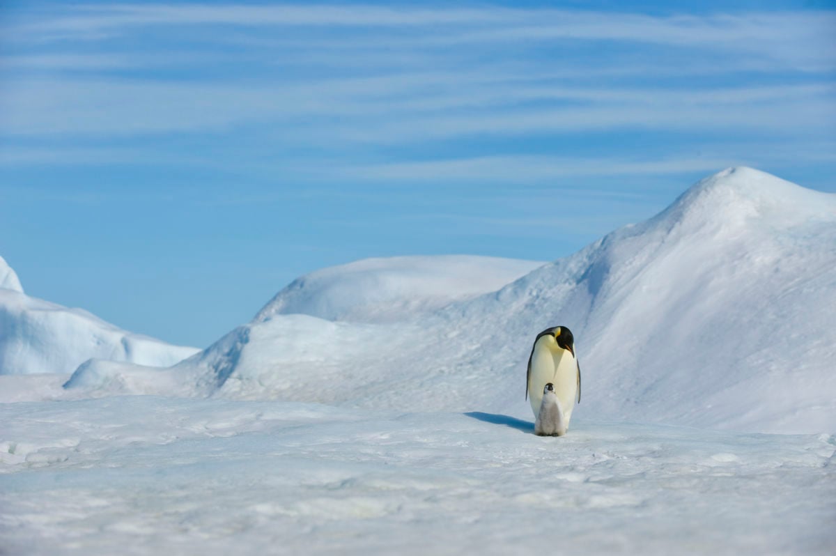 Ann emperor pinguin looks down at their baby surrounded by ice