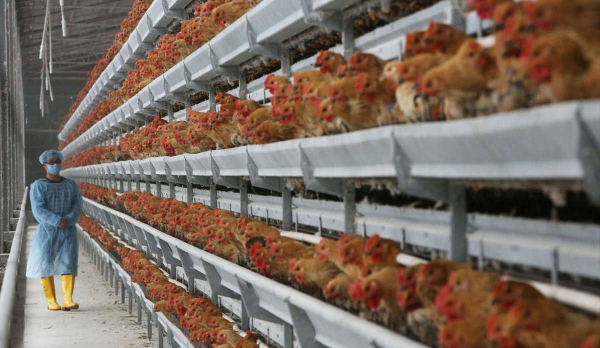 A worker in a blue smock looks at rows and rows of chickens in cages