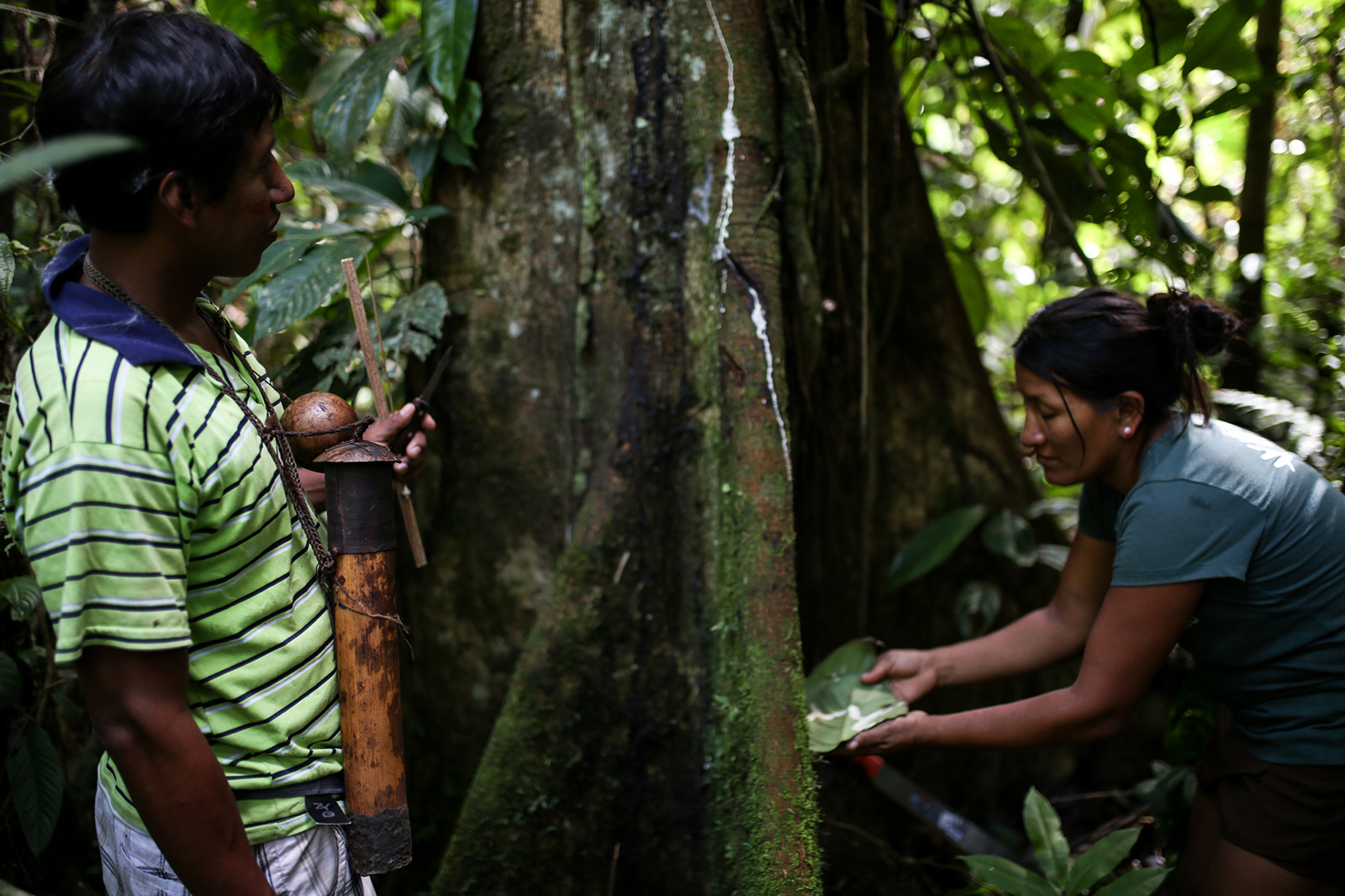 tropical-rainforest