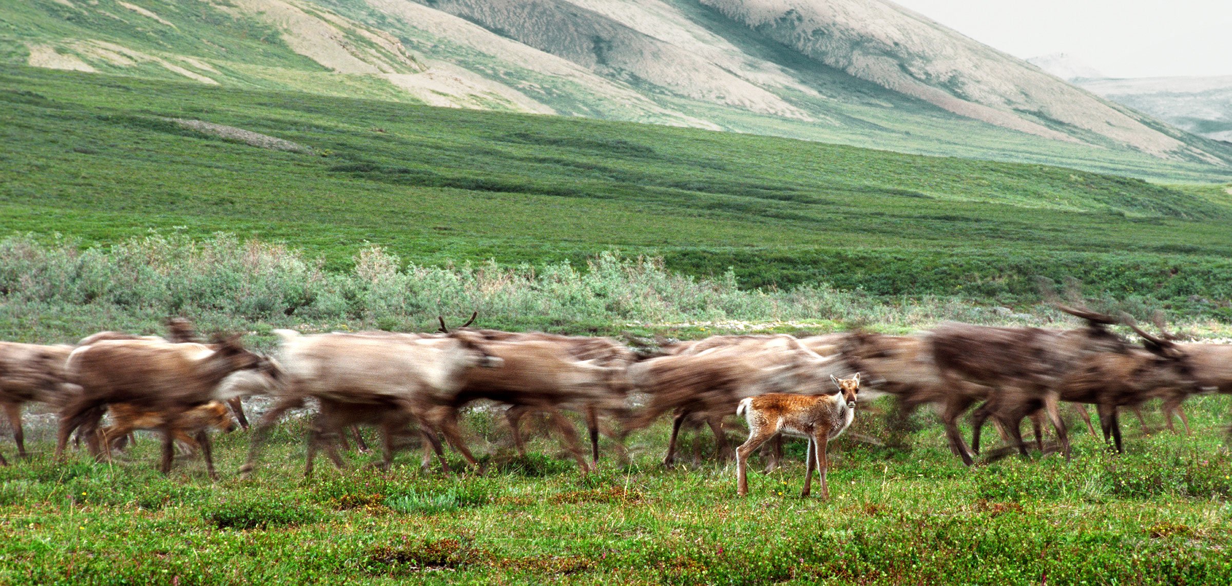 Porcupine caribou are blurred in their movement as a single calf pauses to look at the camera