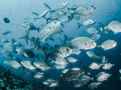Silver fish swimming