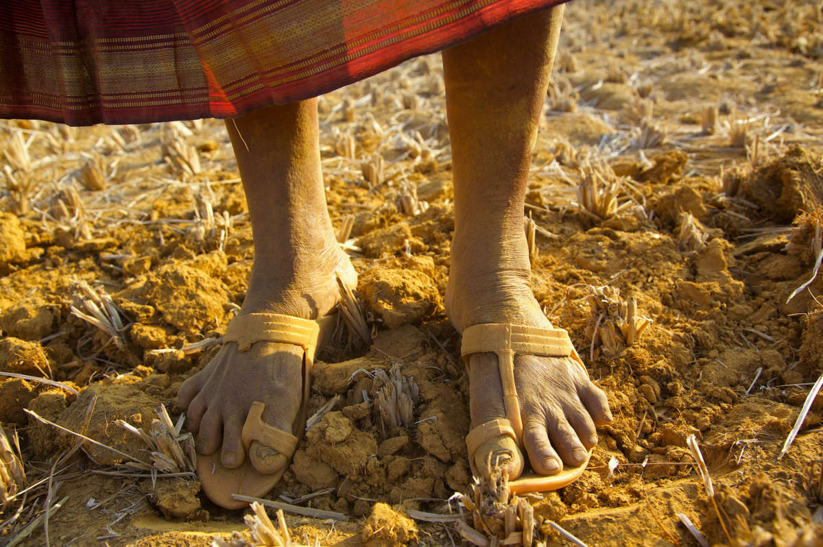 A pair of dry feet in sandals stand on the dusty earth of a drought-blighted farm