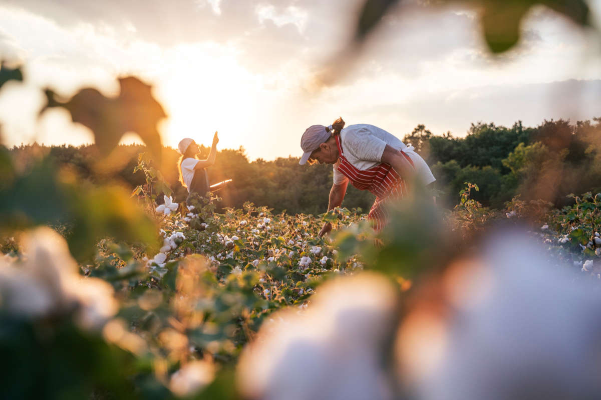 Two women pick cotton in a field