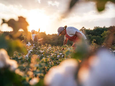 Two women pick cotton in a field