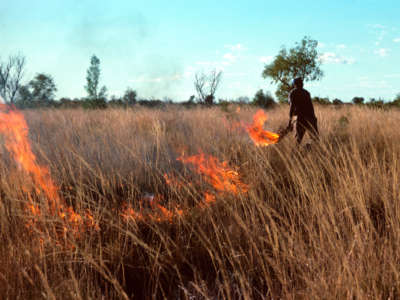 Warlpiri people burning spinifex to promote growth in Tanami Desert, Northern Territory, Australia.