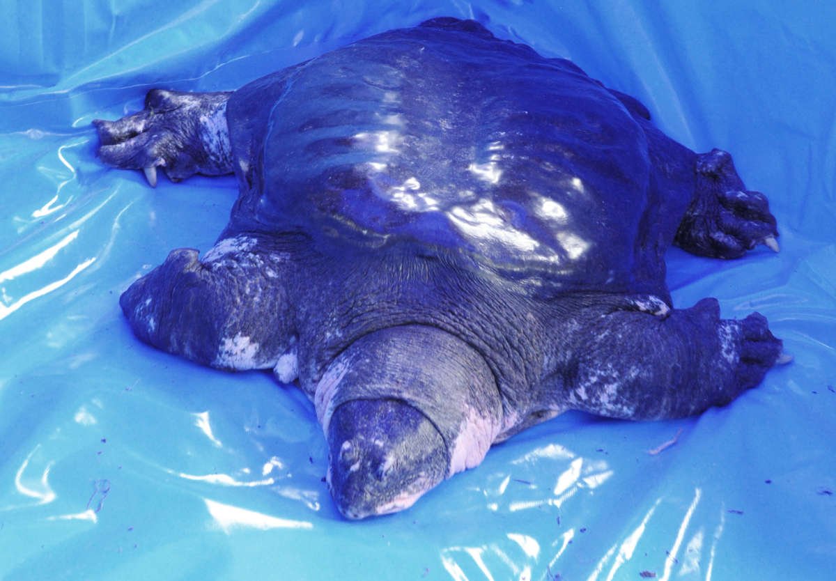 A male Rafetus swinhoei (also known as Yangtze giant softshell turtle) is seen after having its collected sperm at Suzhou Zoo on May 6, 2015, in Suzhou, Jiangsu province of China.