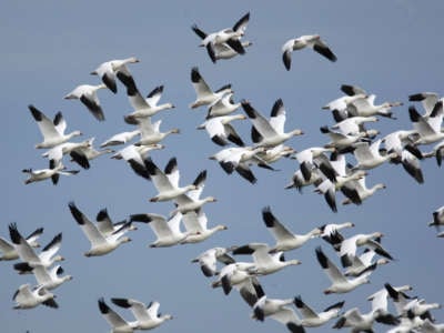 Snow geese and Ross' geese take flight at the Sacramento National Wildlife Refuge, California.