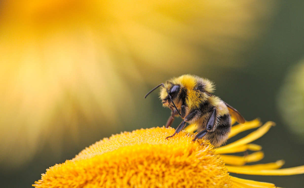 The chances of spotting a bumblebee have dropped by almost half across North America and by 17% in Europe from the mid-20th century to near present day, a study finds.