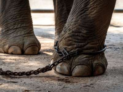 The leg of an elephant is chained, while it is made to stay still to be photographed by tourists, in Chang Siam Park in Pattaya, Thailand, on February 12, 2020.