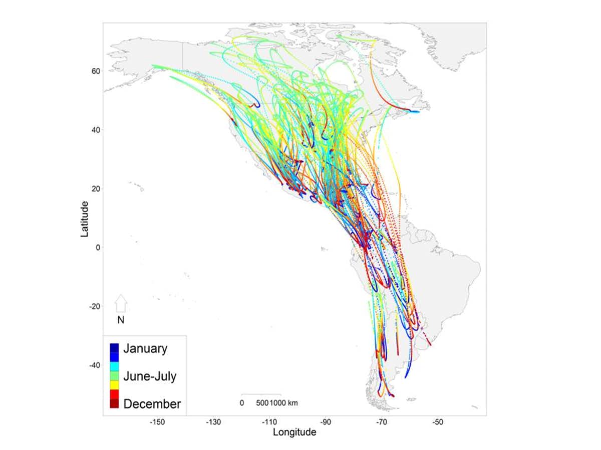 Migration pathways for populations of 118 migratory birds species within the Western Hemisphere from 2002 to 2014, based on data from eBird.