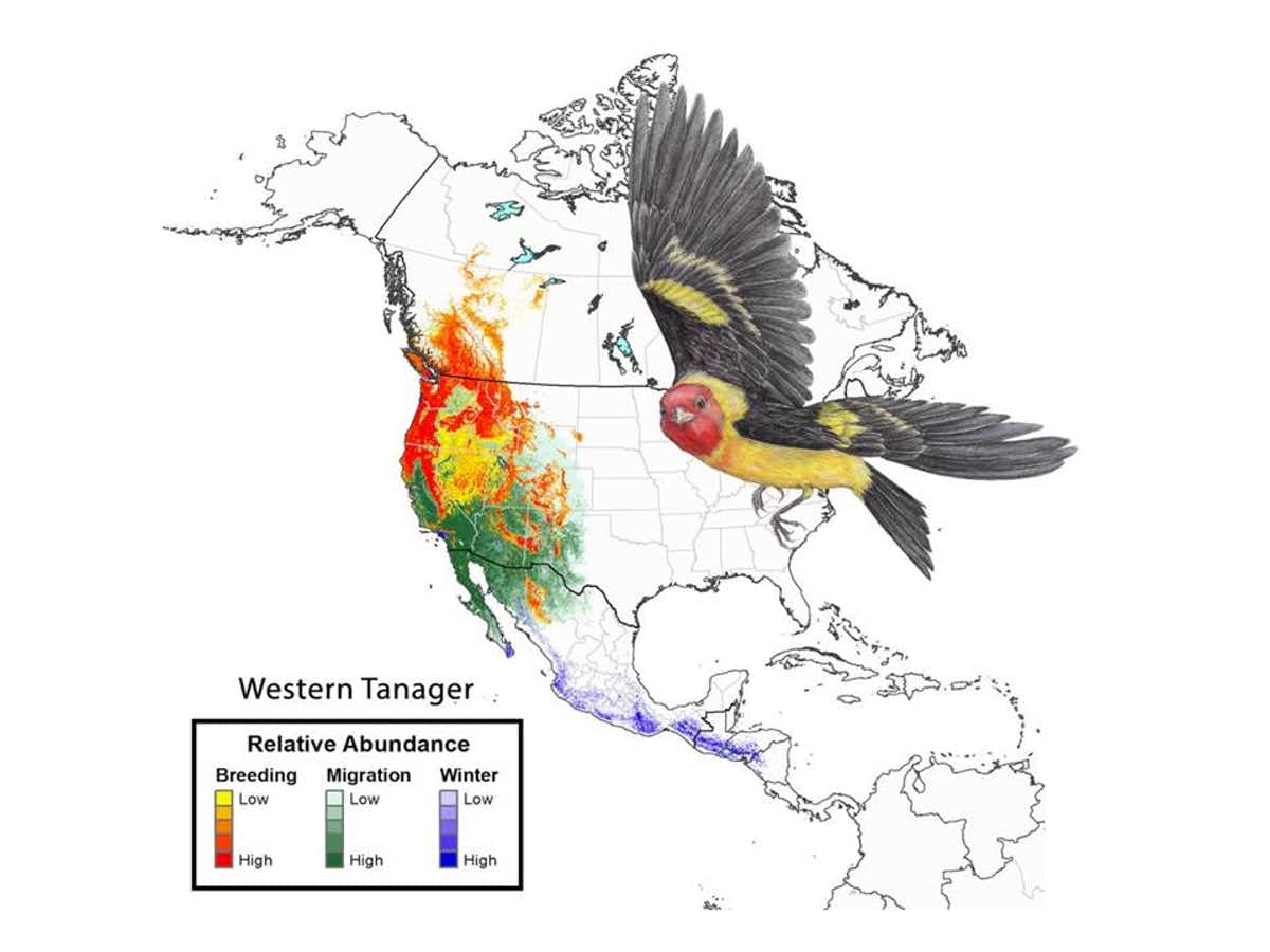 Year-round abundance map for the Western tanager based on computer models using eBird data.
