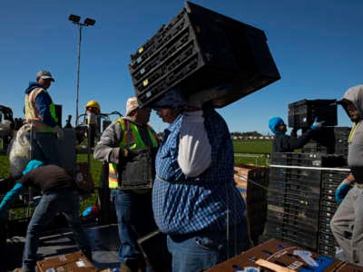 Agricultural workers from Bud Farms harvest and pack Celery for both American and export consumption in Oxnard, California, on March 26, 2020.