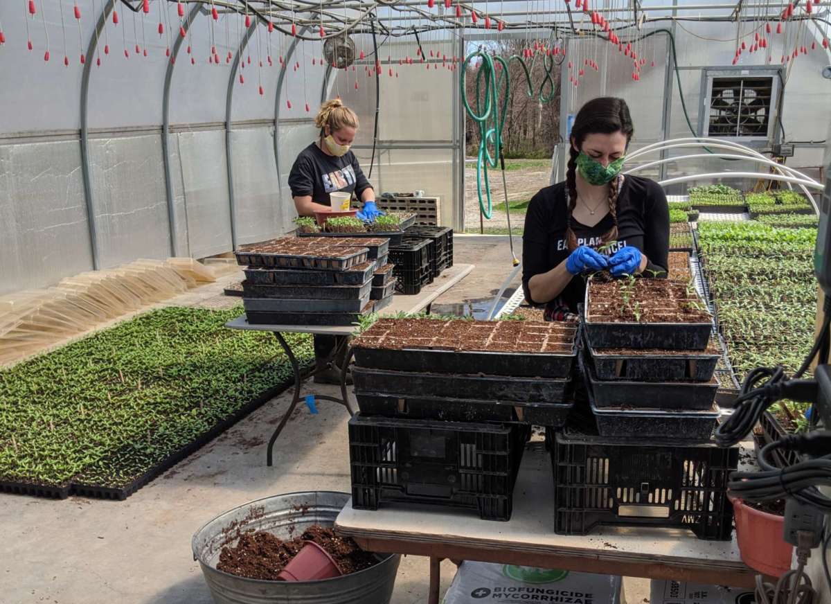 Two gloved and masked people handle sprouts in a plant nursery