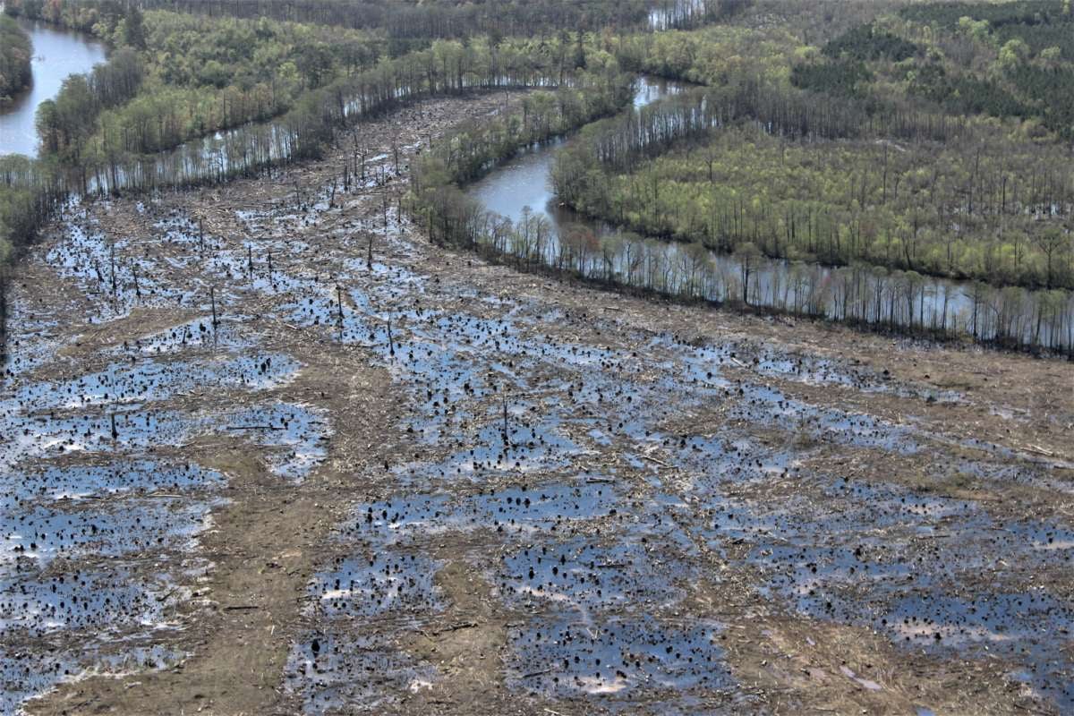 A once thriving wetland forest clearcut for wood products and pellets on the Nottoway River in North Carolina.