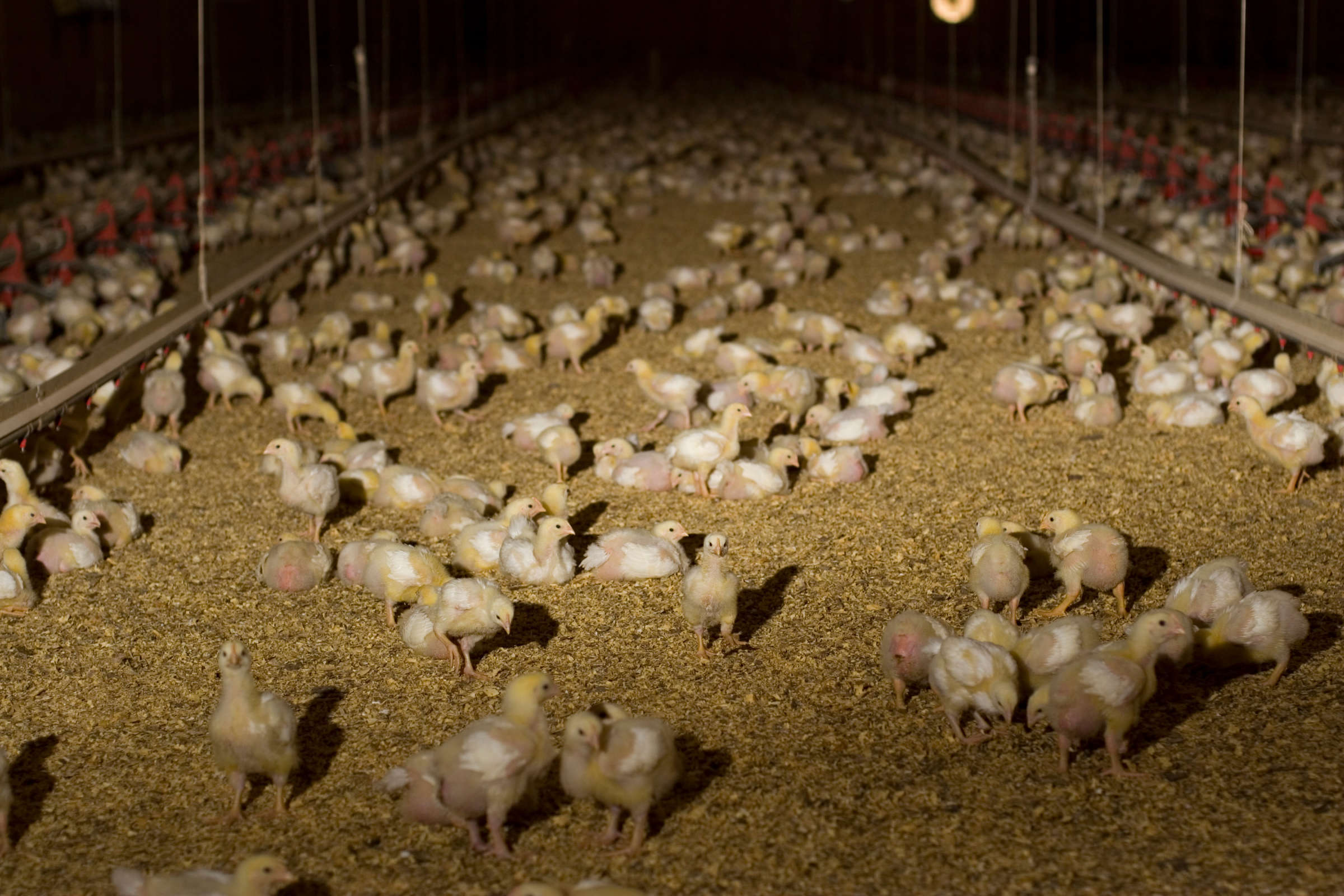 Factory Farms Are Poisoning Rural Communities. Will Biden Take on This ...