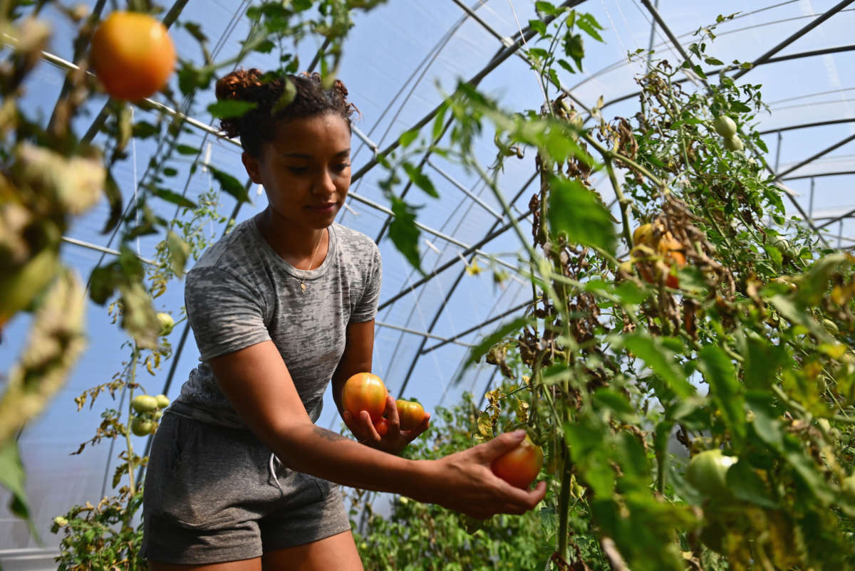 Brooke Bridges, assistant kitchen manager at Soul Fire Farm and public speaker harvests heirloom tomatoes on September 25, 2020, in Petersburg, New York.