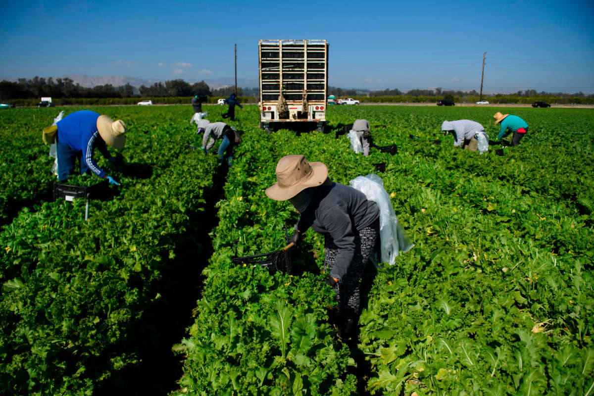 Farmworkers wear face masks while harvesting curly mustard in a field on February 10, 2021, in Ventura County, California.