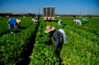 Farmworkers wear face masks while harvesting curly mustard in a field on February 10, 2021, in Ventura County, California.