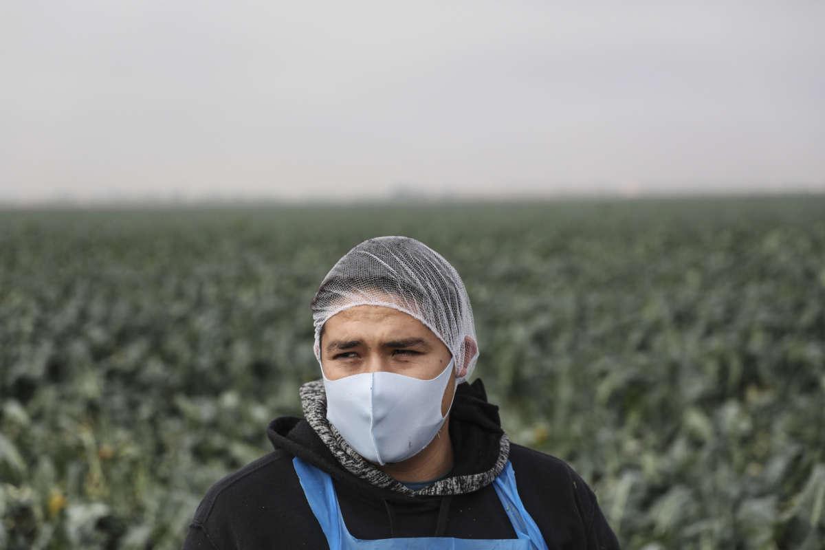 A farm worker stands in a field