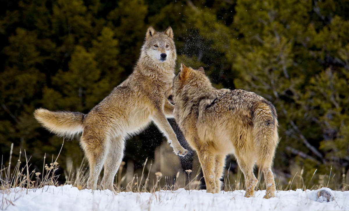 Alpha female Gray Wolf (Canis lupus) does a teasing dance with a beta male in fresh falling snow in Montana.