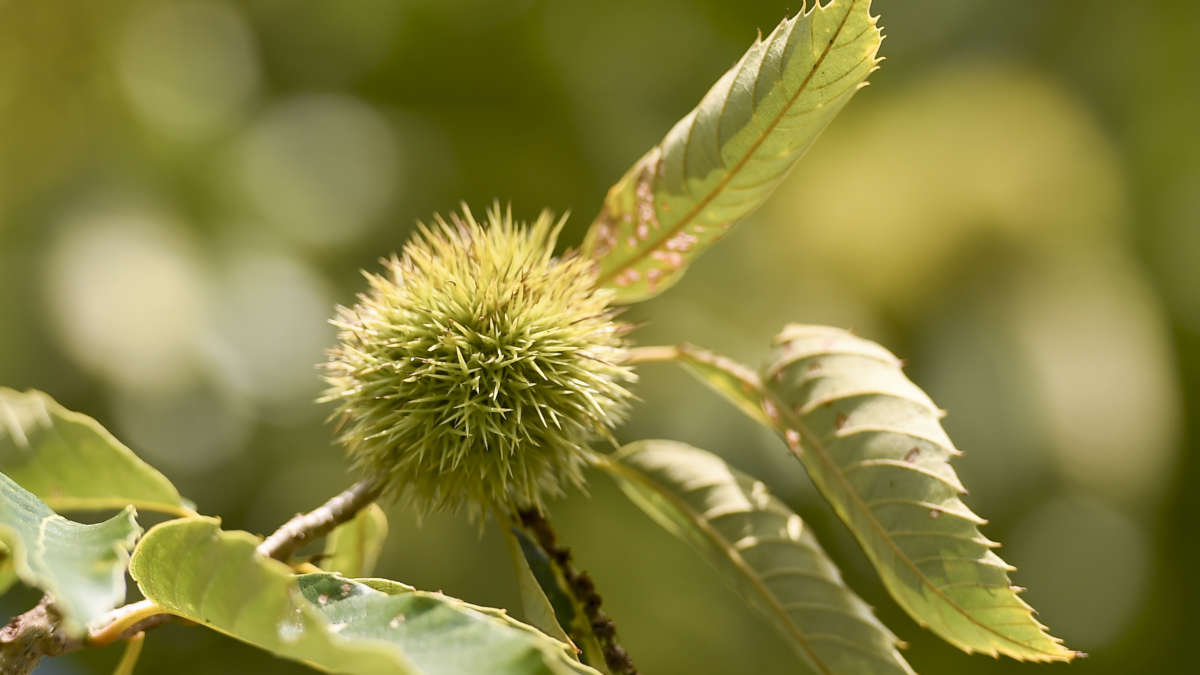 USDA May Allow Genetically Modified Trees to Be Released Into the Wild - Vimarsana News