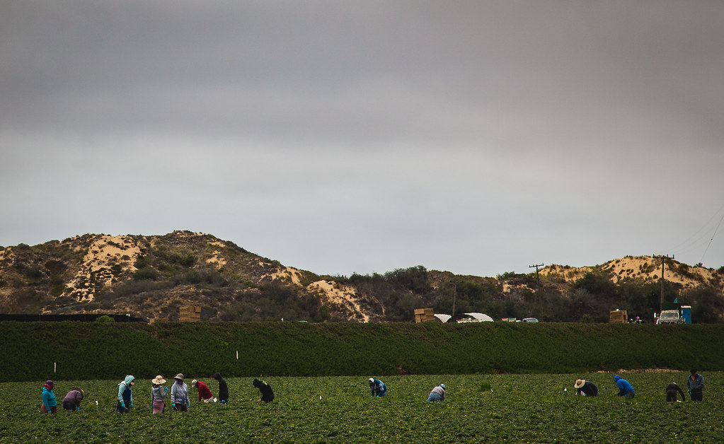 Workers in a farm field in Nipomo, California, in San Luis Obispo County.