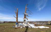 Aluminum siding is seen clinging to a dead tree after a tornado