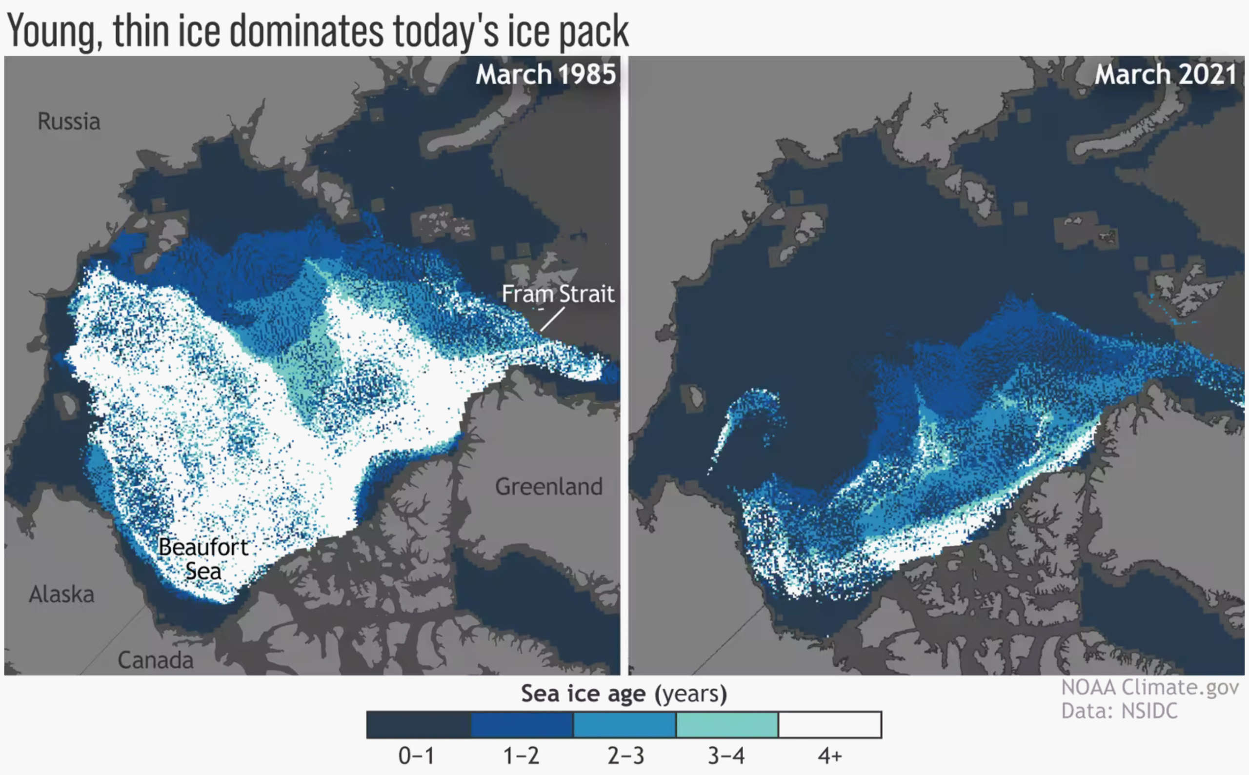 Comparison map shows that young, thin ice dominates today's ice pack