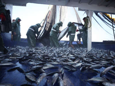 Fishermen stand on a ship deck surrounded by fish
