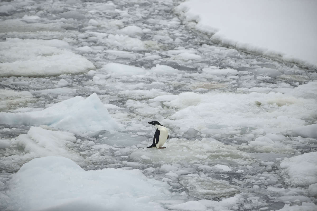 An Adelie penguin is seen on ice floe over Penola Strait as the floes melt due to global climate change in Antarctica on February 7, 2022.