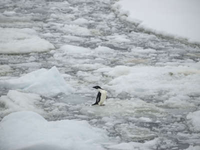 An Adelie penguin is seen on ice floe over Penola Strait as the floes melt due to global climate change in Antarctica on February 7, 2022.