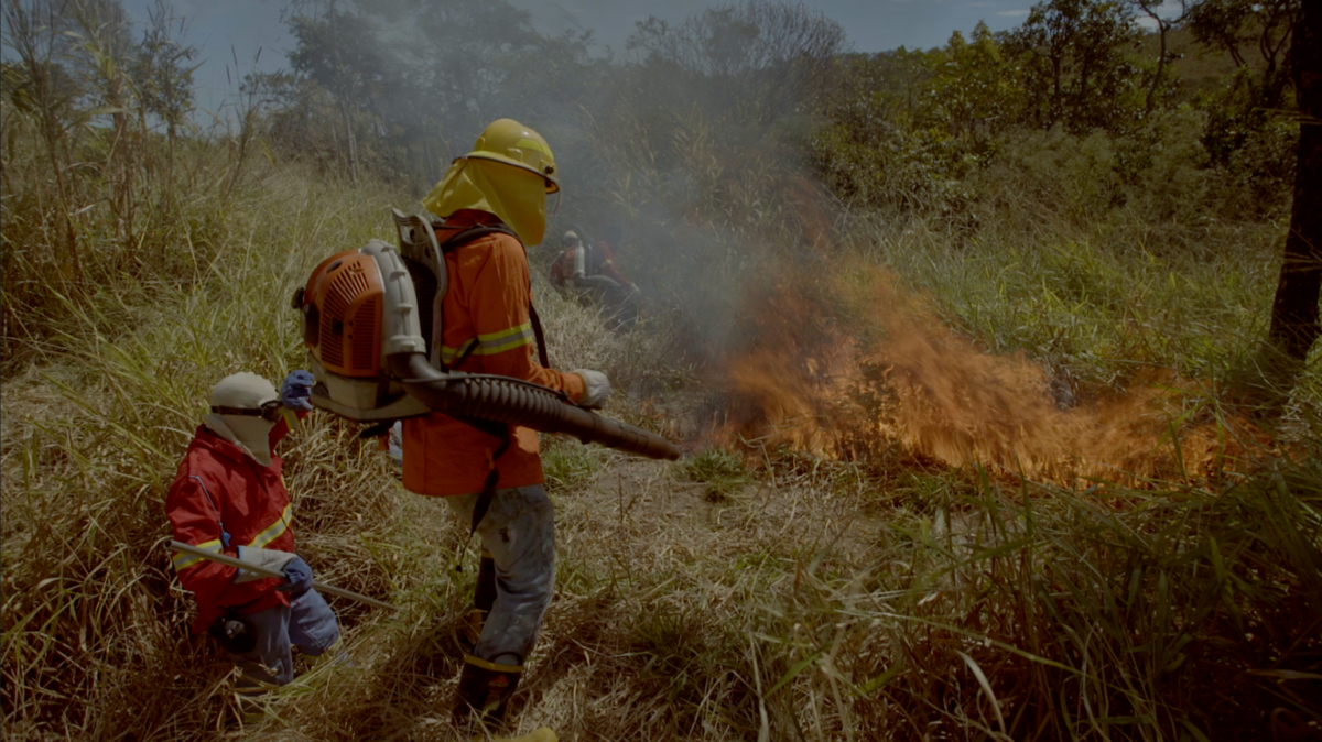 Volunteer brigade putting out a fire in the Cerrado Biome.