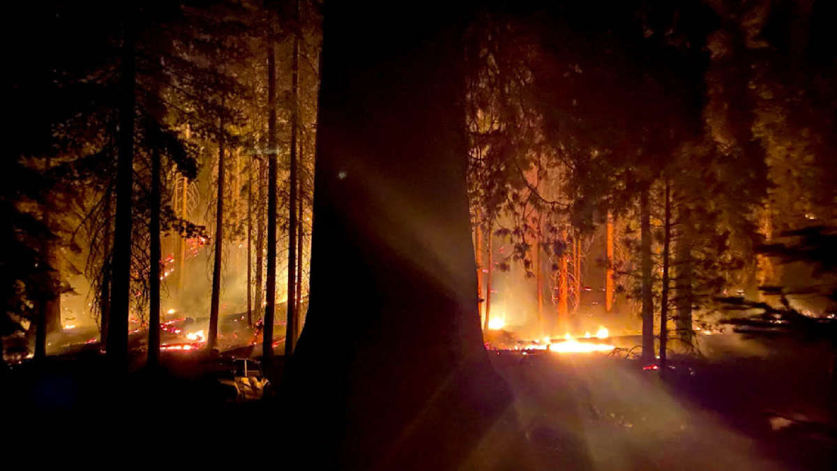 Mass Death of Sequoias Is the Harbinger of Earth Systems Collapse