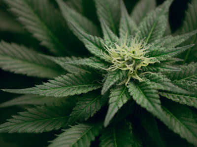 Close-up photo of marijuana plant