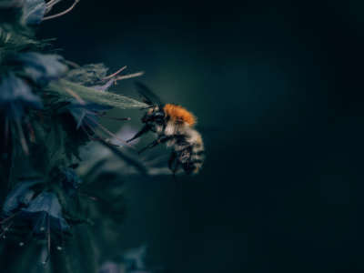 A bumblebee flies over a dark backdrop