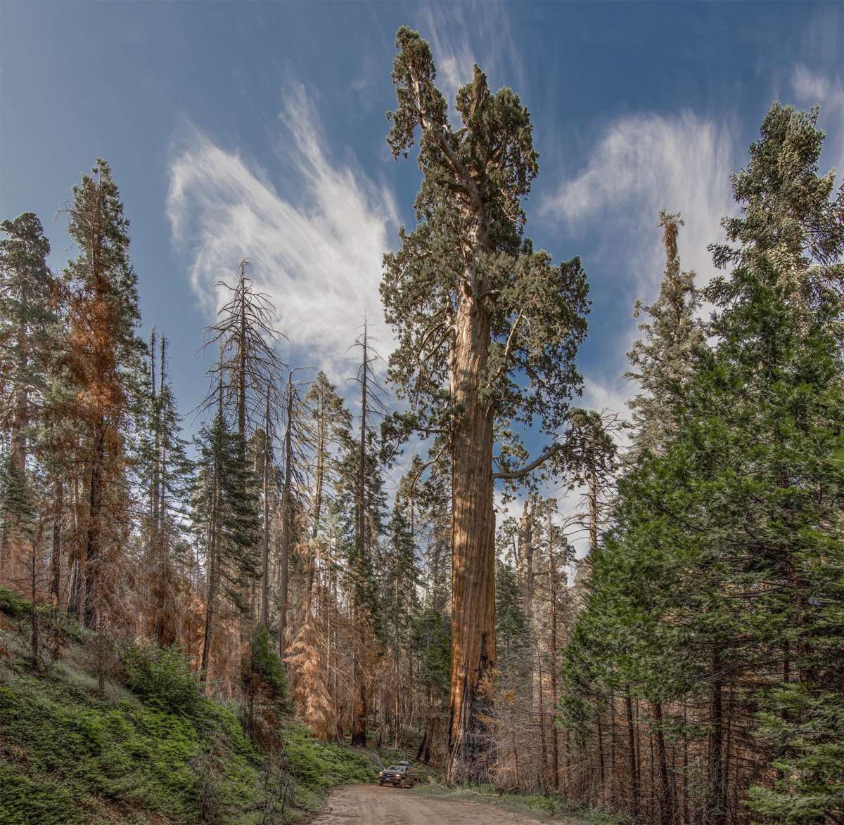 A giant sequoia saved by low-intensity burn during the 2017 Pier Fire in the Black Mountain Grove of Sequoia National Monument. Note the vehicle at the bottom of the shot. 